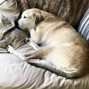 Meet your Posher, Laurie